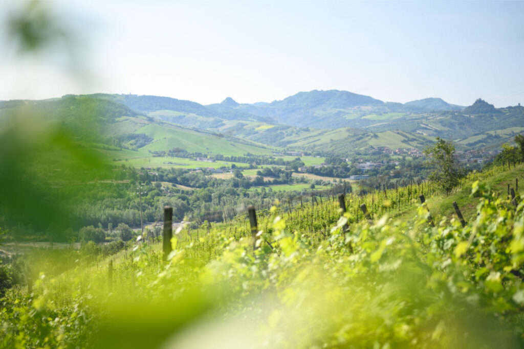 Vigneti Oinoe e Castelli Matildici