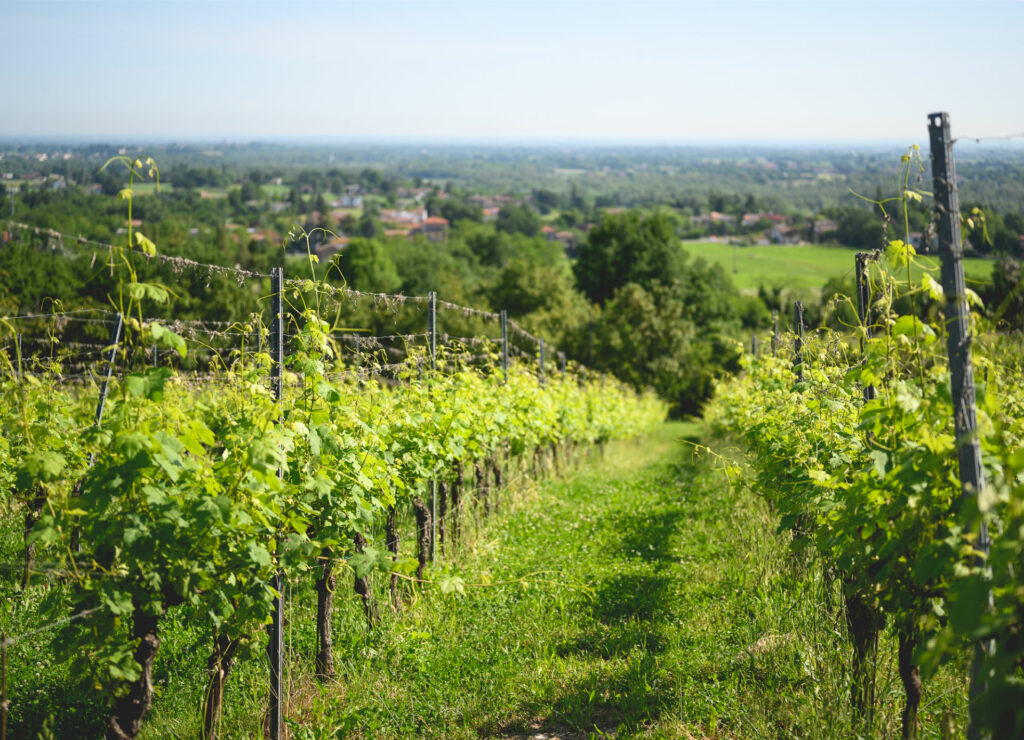 Vigneti e Pianura Padana